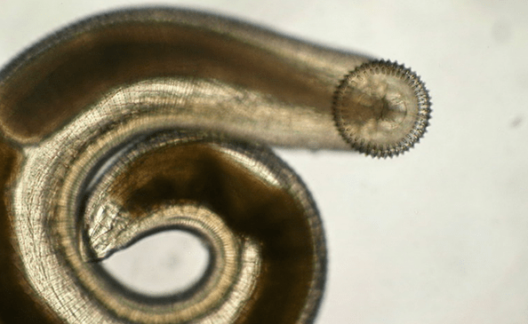 gnatostoma parasita subcutâneo