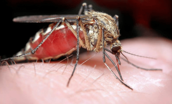 mosquito portador de parasitas subcutâneos humanos